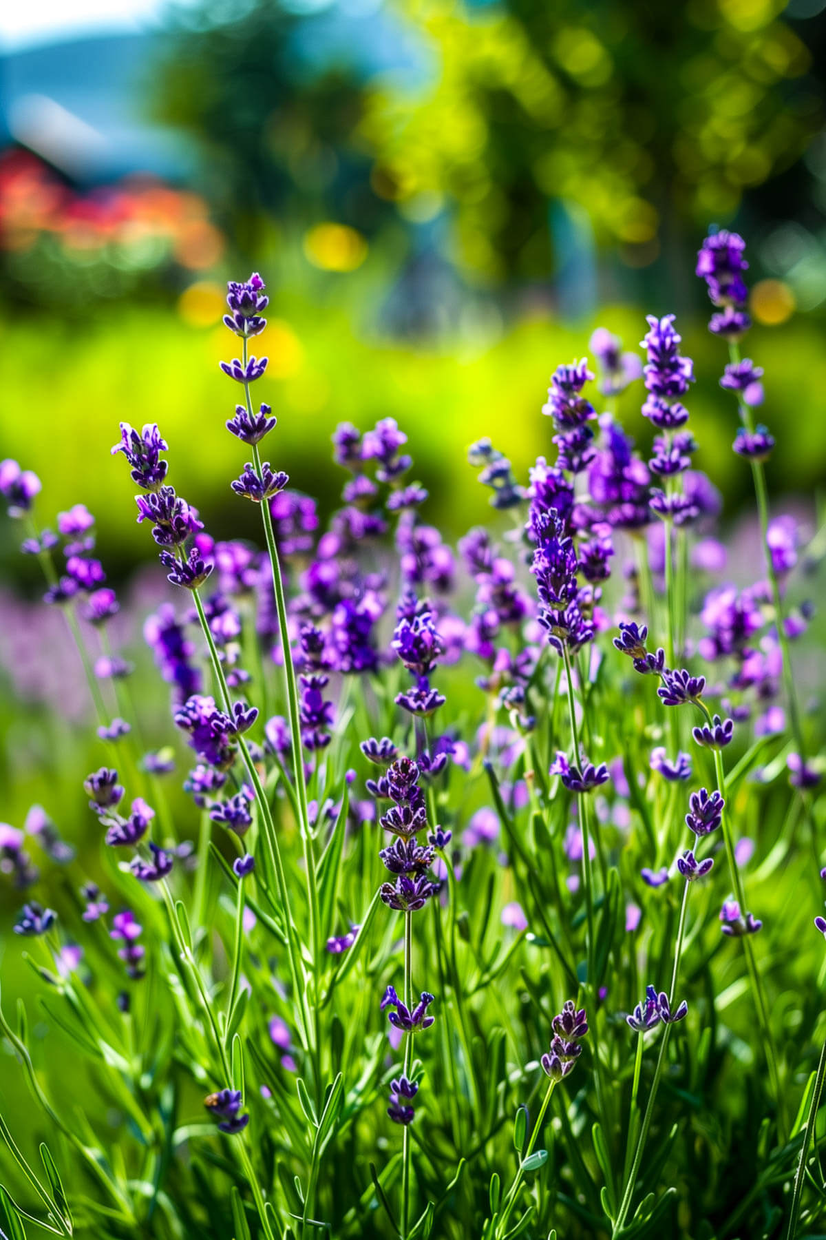 A beautiful lavender field with rows of purple flowers stretching into the horizon under a clear blue sky.