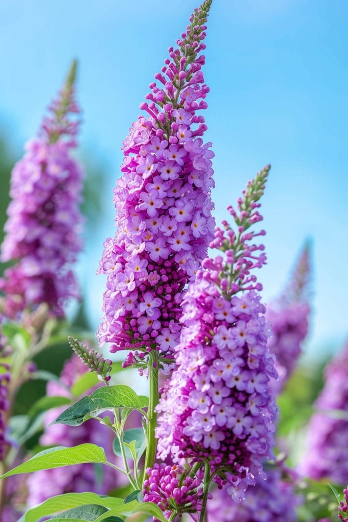 Large, fragrant flower spikes of buddleia in purple, and pink, blooming in a sunny garden, attracting butterflies.