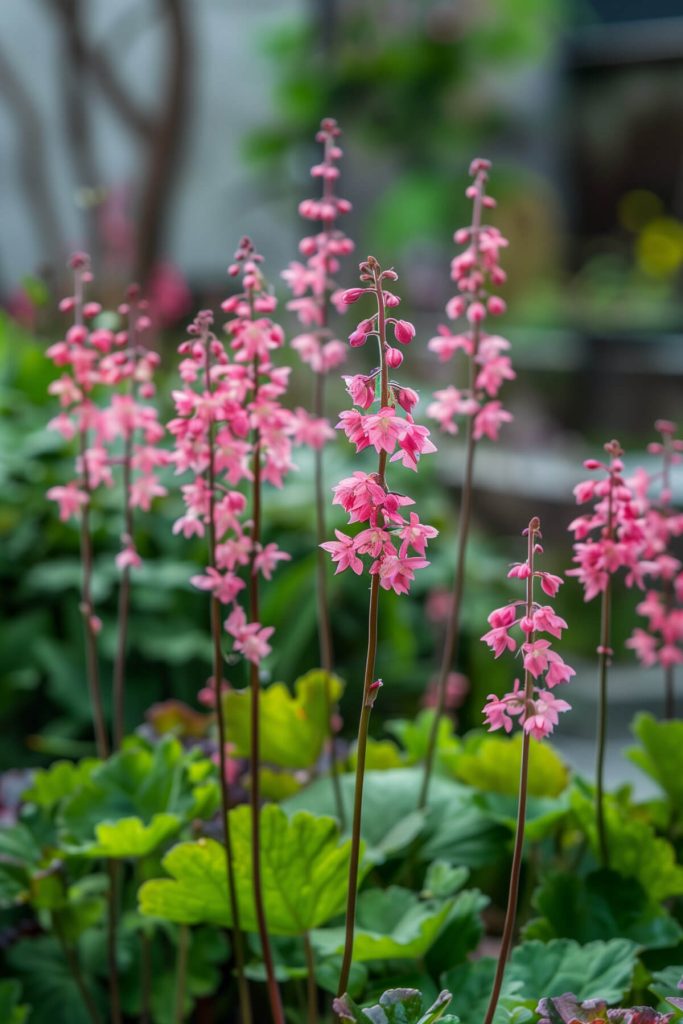 Delicate, bell-shaped heuchera flowers in pink, white, and coral blooming in a shaded garden, adding texture and color.