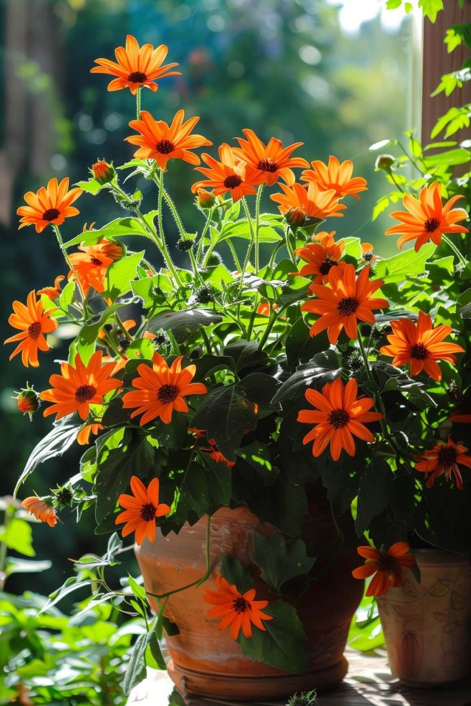 Bright orange daisy-like flowers of Mexican sunflower in a sunlit garden.