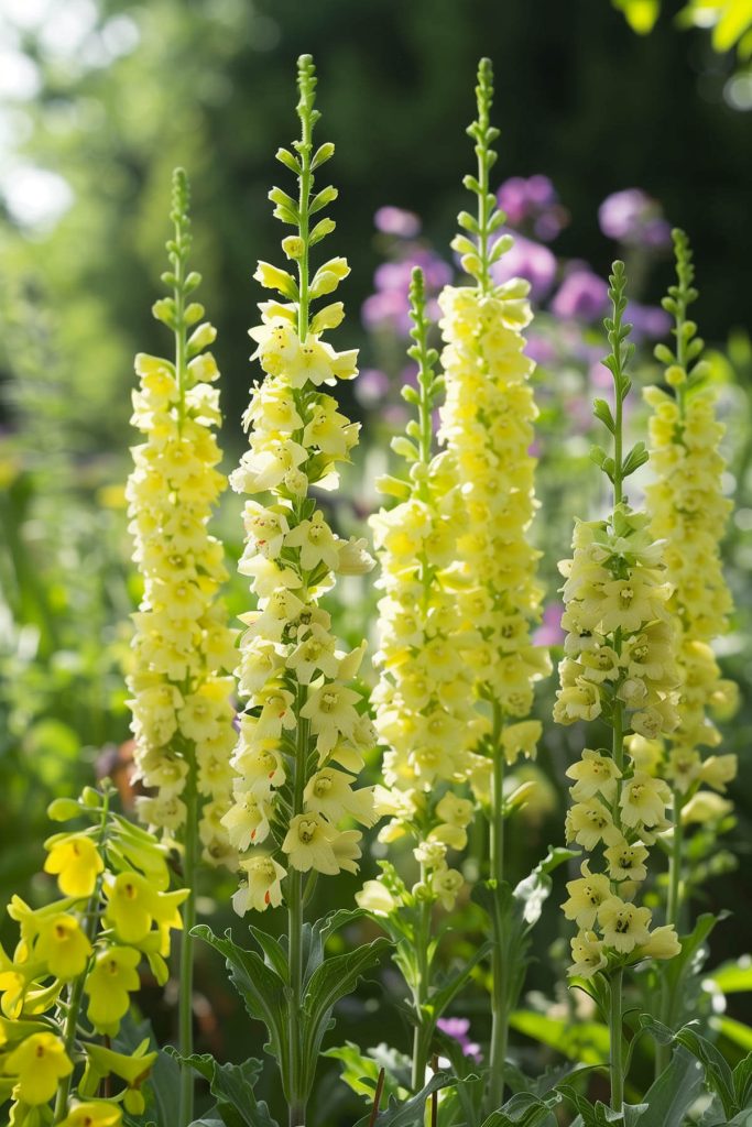 Tall spikes of yellow, white, or purple verbascum flowers in a sunlit garden.