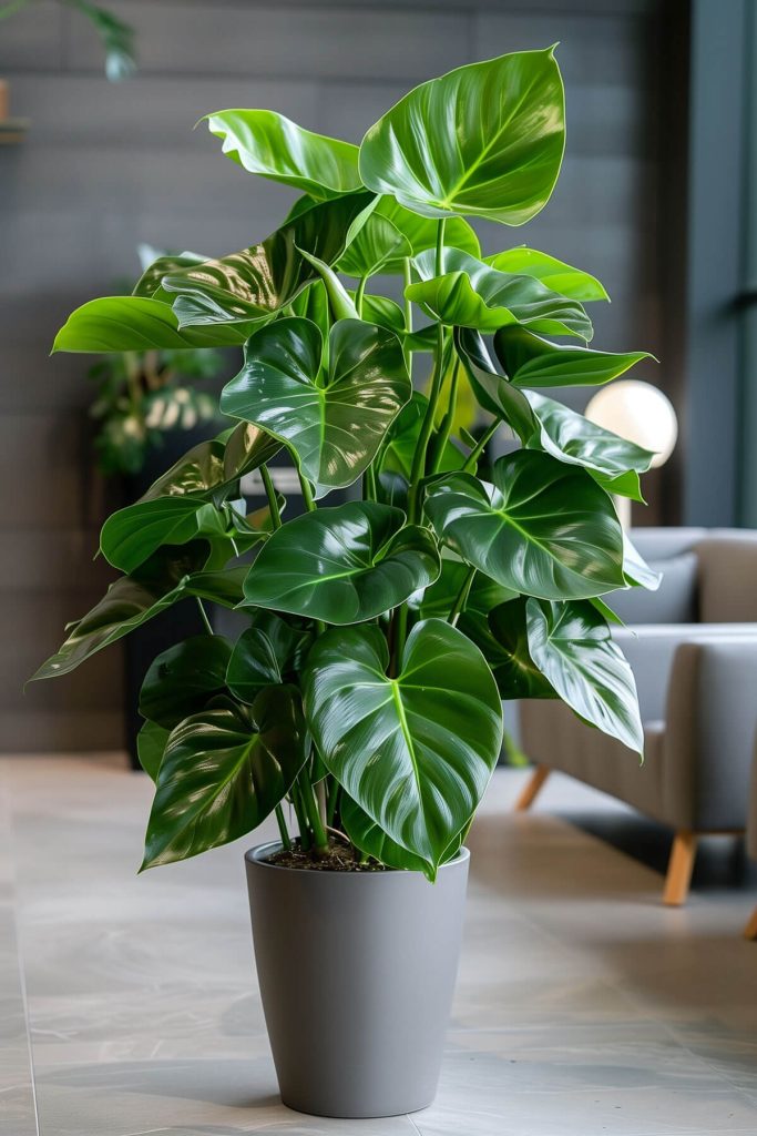 Ultra-realistic photograph of a Philodendron plant with lush, green foliage in a bright indoor area.