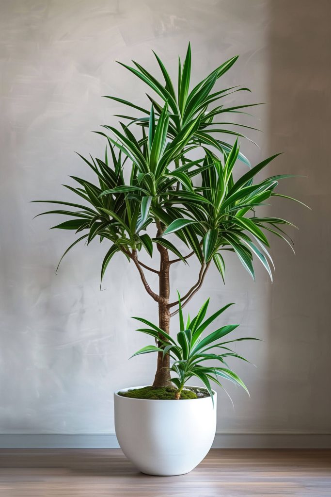 Ultra-realistic photograph of a Dracaena plant with long, slender leaves in a contemporary indoor setting.