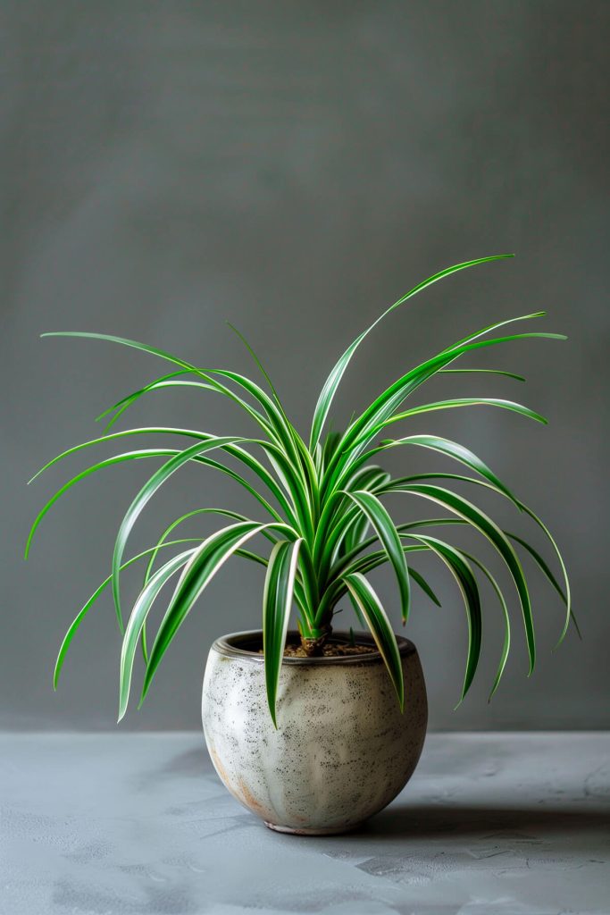 Ultra-realistic photograph of a Spider Plant with arching leaves and tiny plantlets in a bright indoor space.