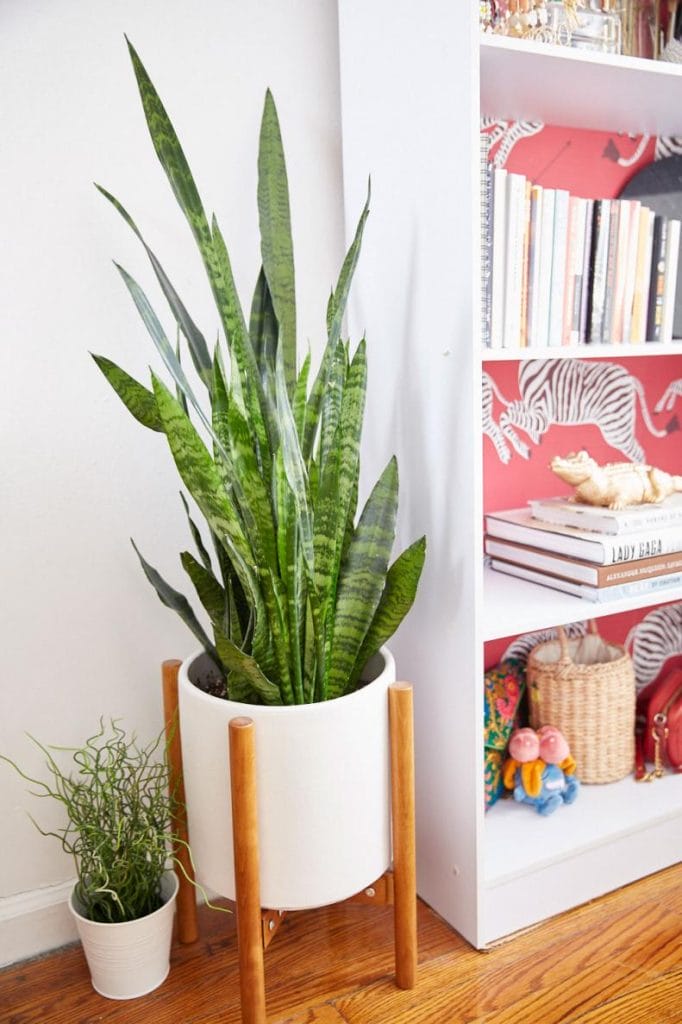 This dorm room corner highlights a tall snake plant and a white bookshelf, adding a fresh and organized touch to the space.