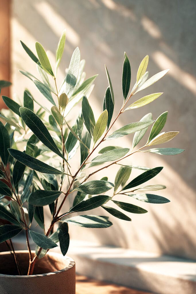 Olive plant in a ceramic pot placed in warm sunlight, showing a drought tolerant plant that thrives in hot climates and low water conditions