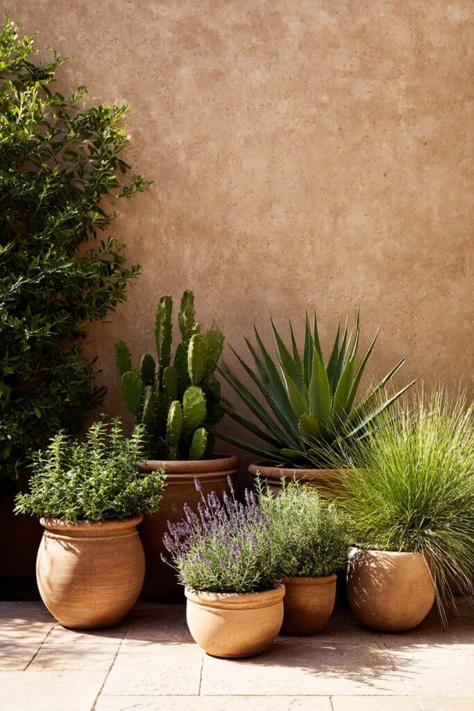 Terracotta pots with desert-style plants including cactus, agave, lavender, and grasses in warm sunlight