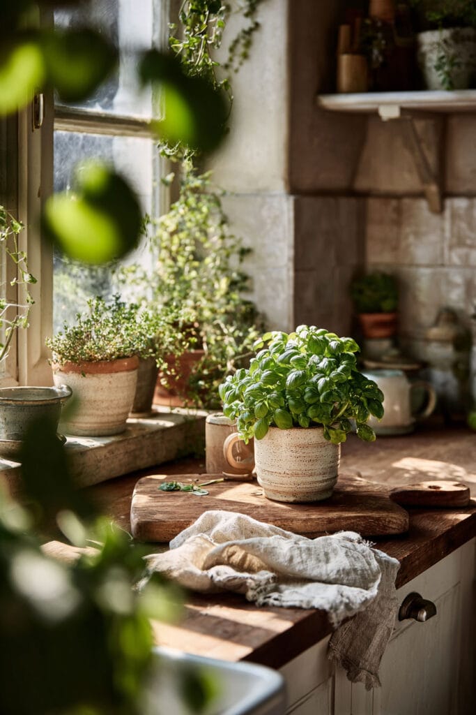 Small cozy kitchen with basil plants, trailing greenery, rustic wood countertops, and layered plant styling near a sunny window